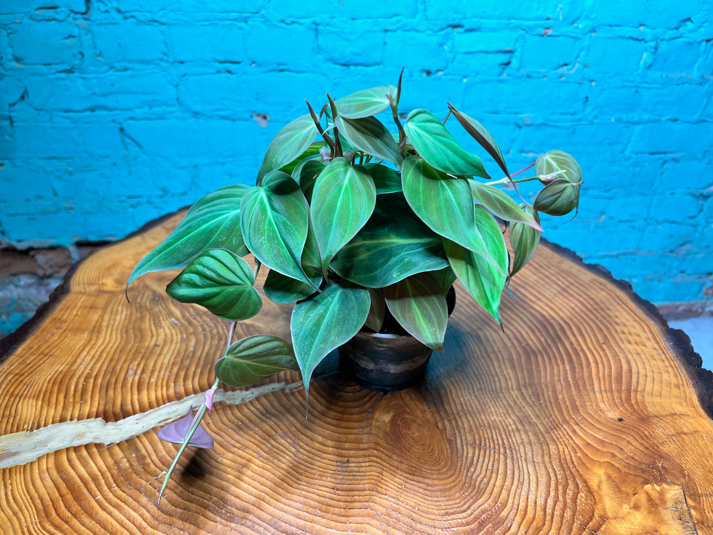 Philodendron Mican 4”