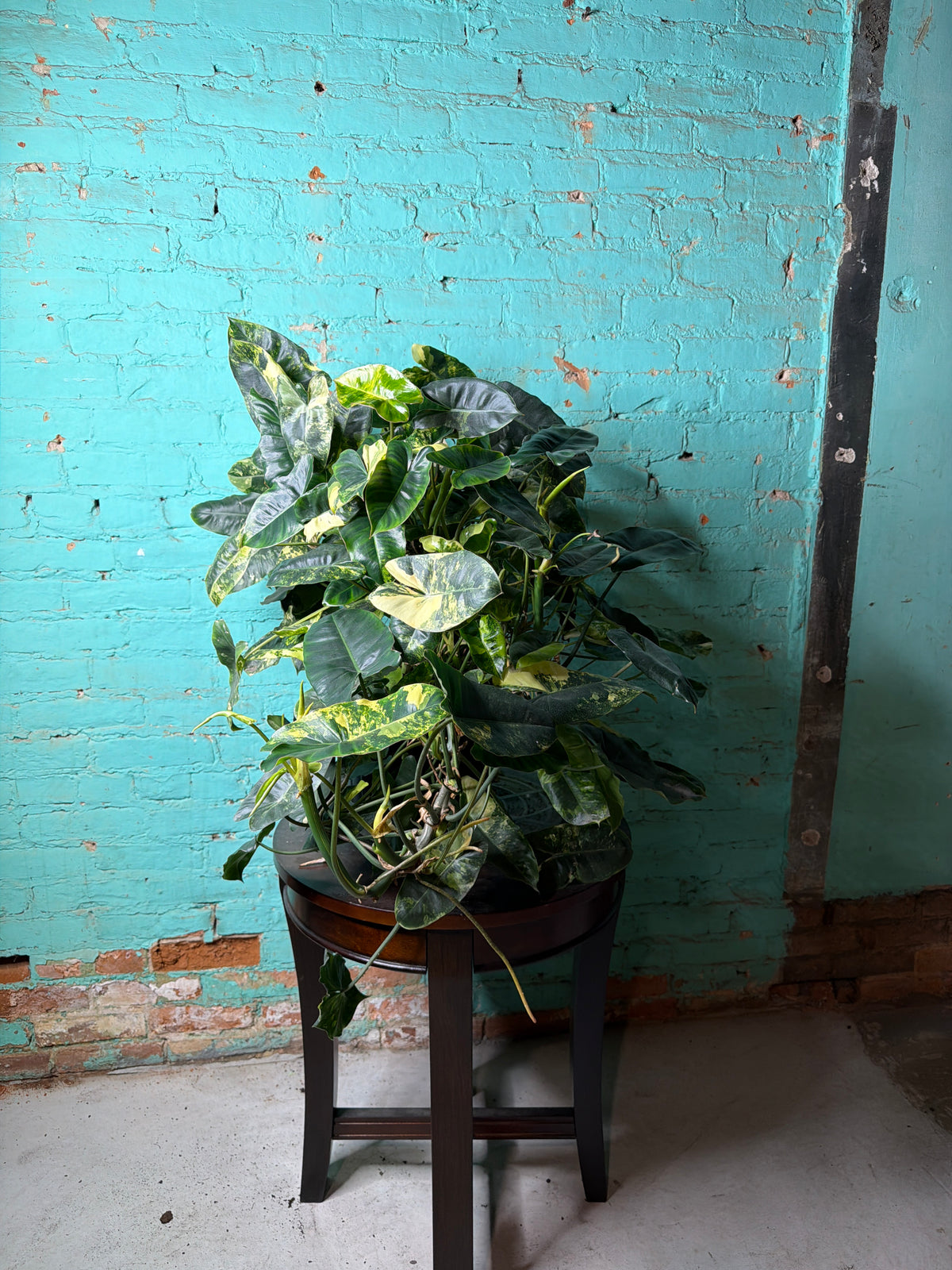 Philodendron Burle Marx Variegated 10”