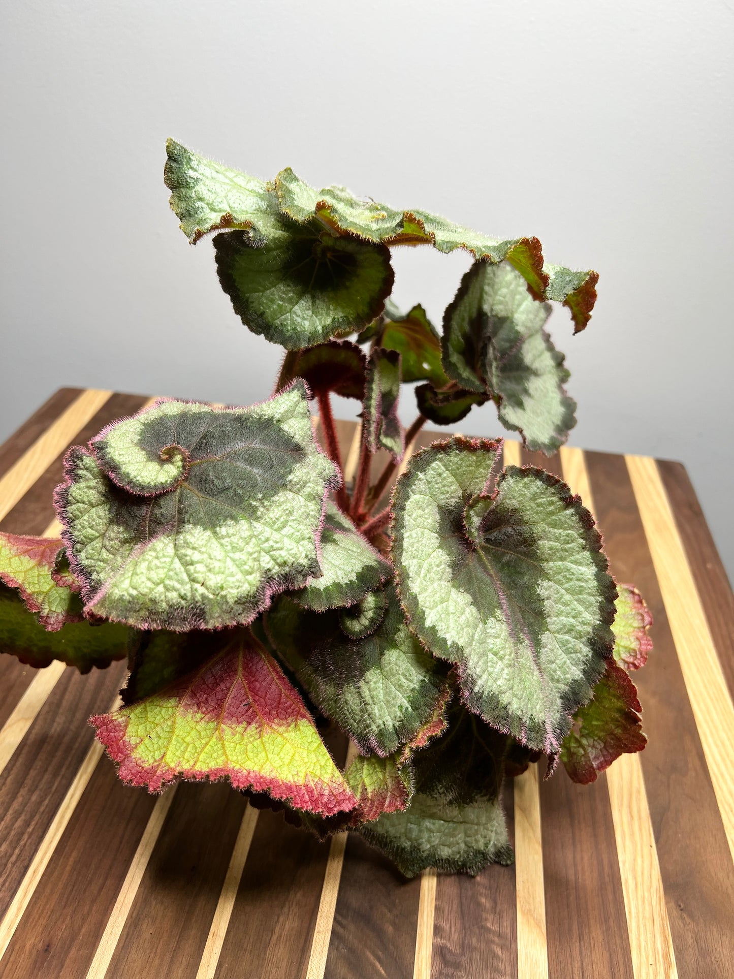 Begonia Escargot (curly)
