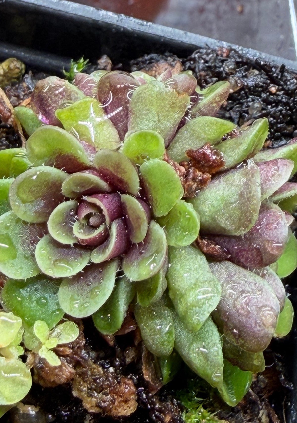 Pinguicula ‘Kondoi’