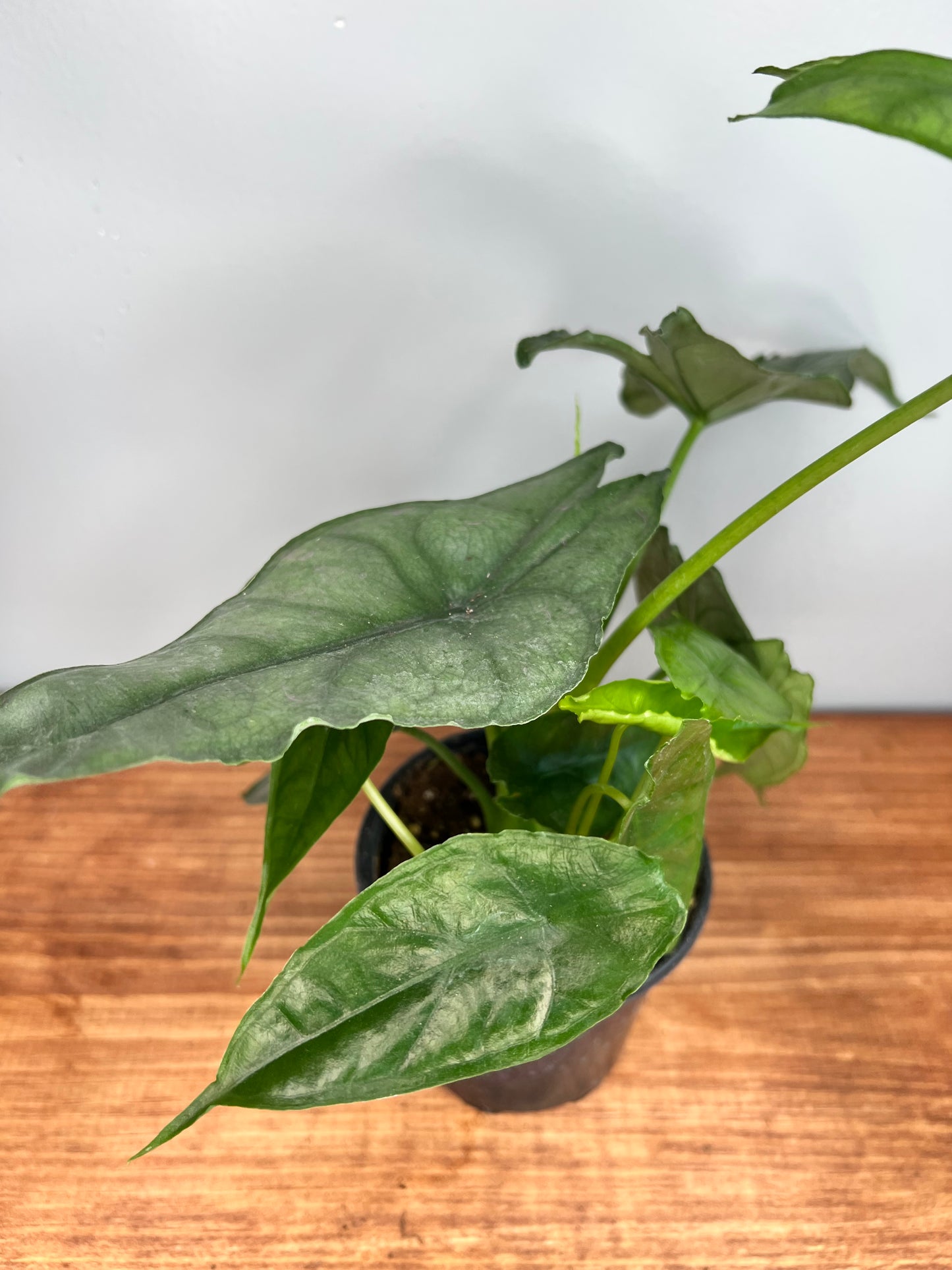Alocasia Dragon’s Breath
