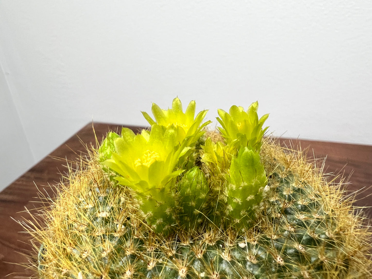 Cactus 5