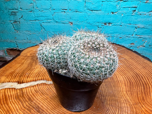 Nolocactus Elegans cactus 6”