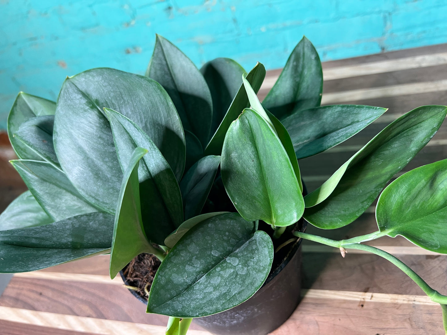 Scindapsus Sterling 6”