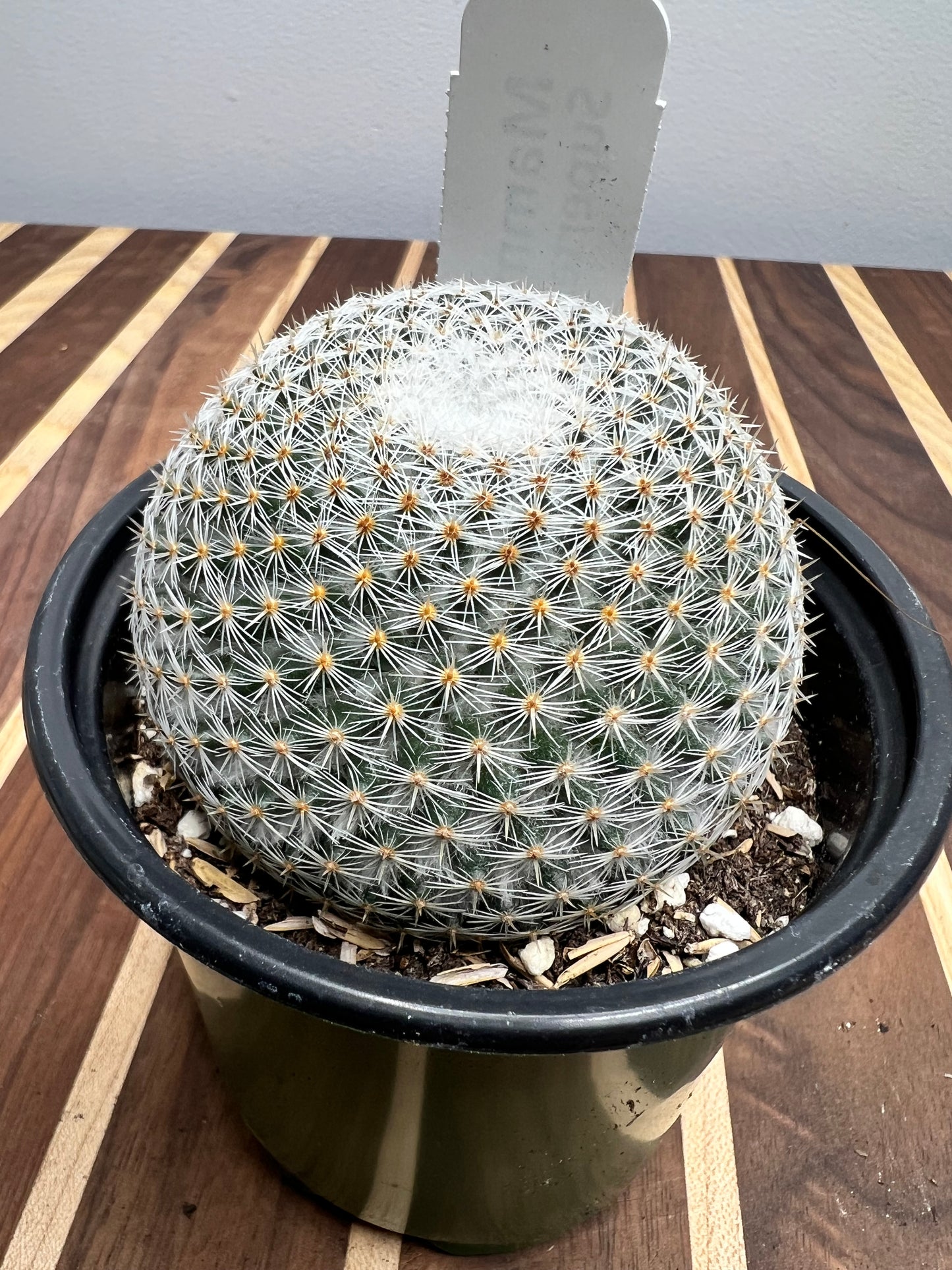 Mammilaria Supertexta 4”