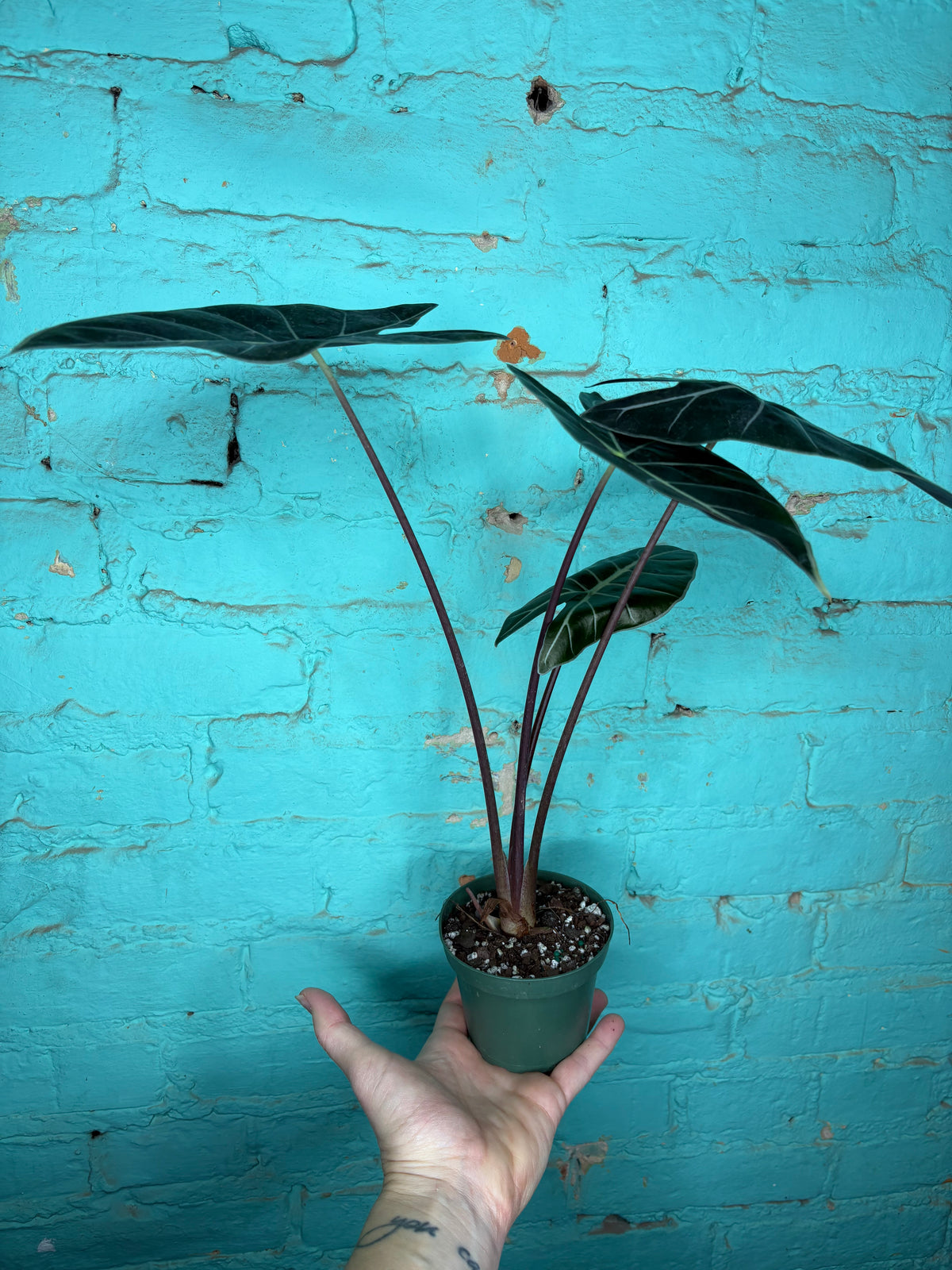 Alocasia Dragons Tooth Longiloba 4”