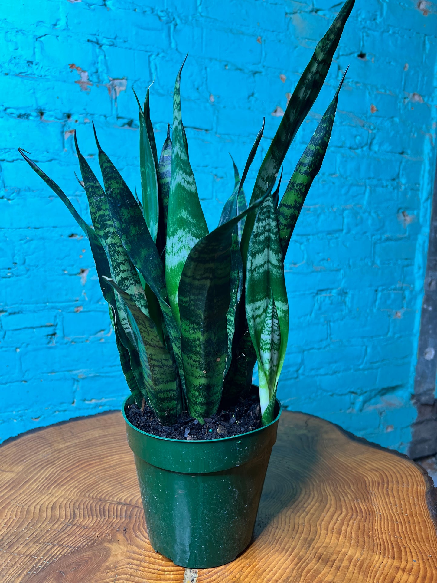Sansevieria Black Coral “6