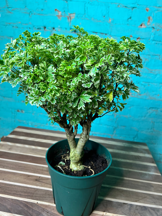 Ming Aralia variegated 6”