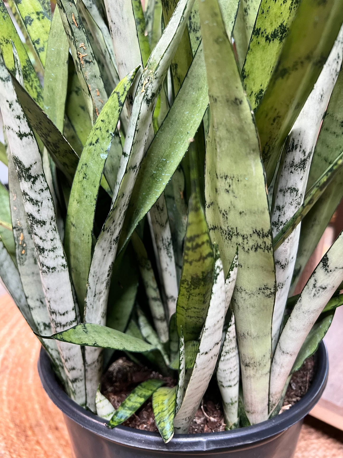 Snake plant Silver Streak 10”