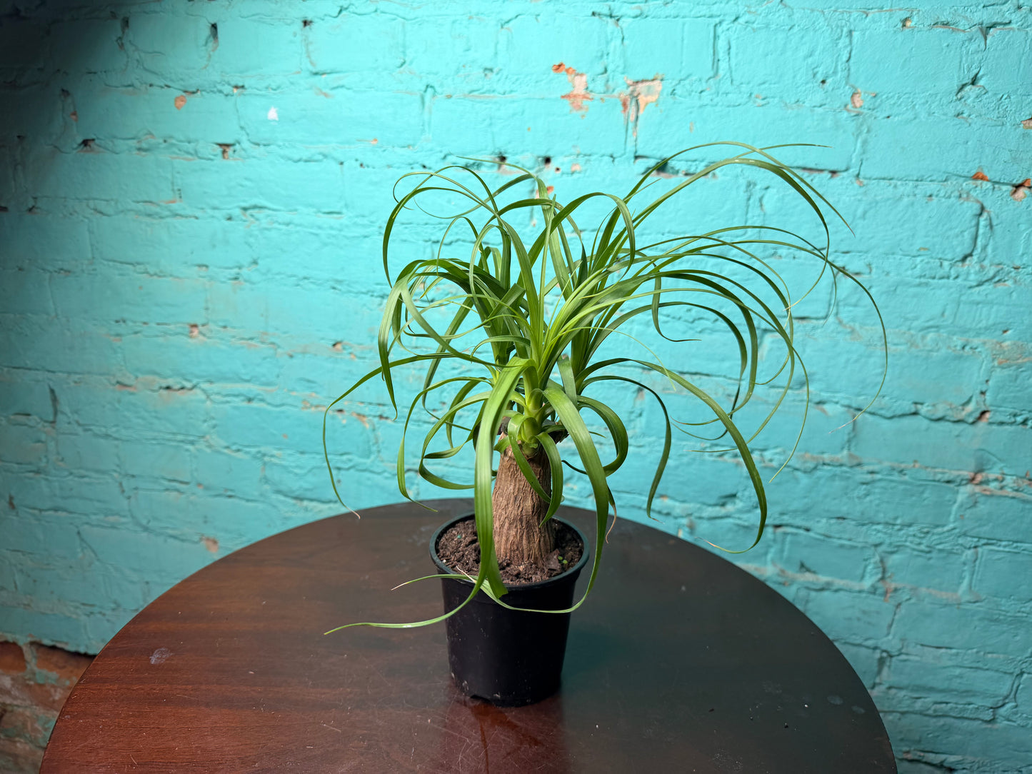 Ponytail Palm 4”