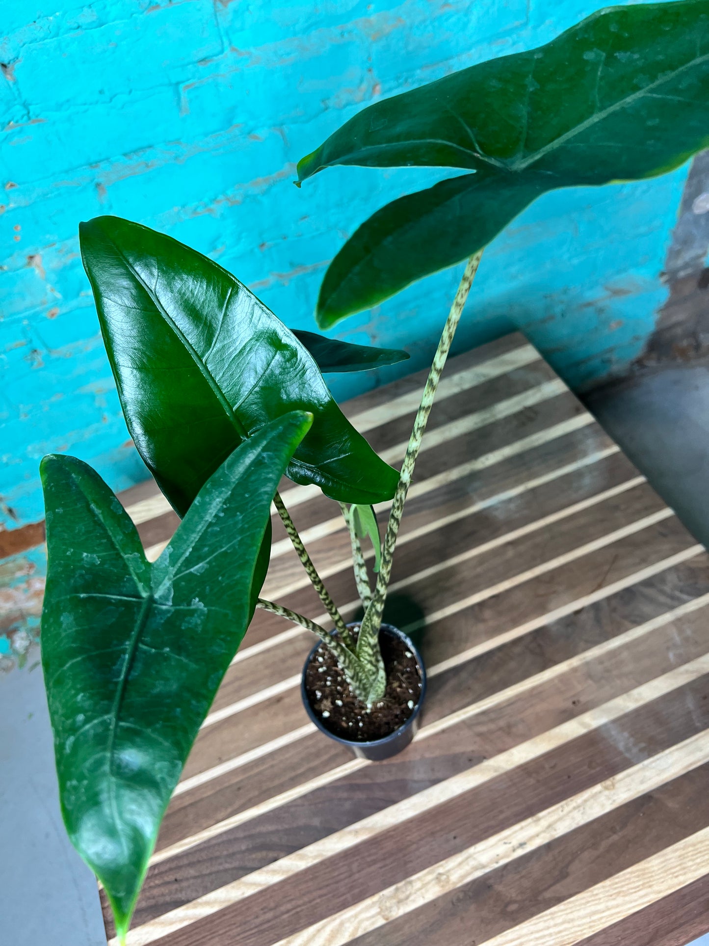 Alocasia-Zebrina 4”