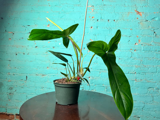 Philodendron Bette Waterbury 6”