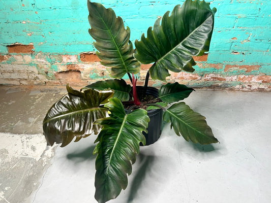 Philodendron Choco Empress 10”