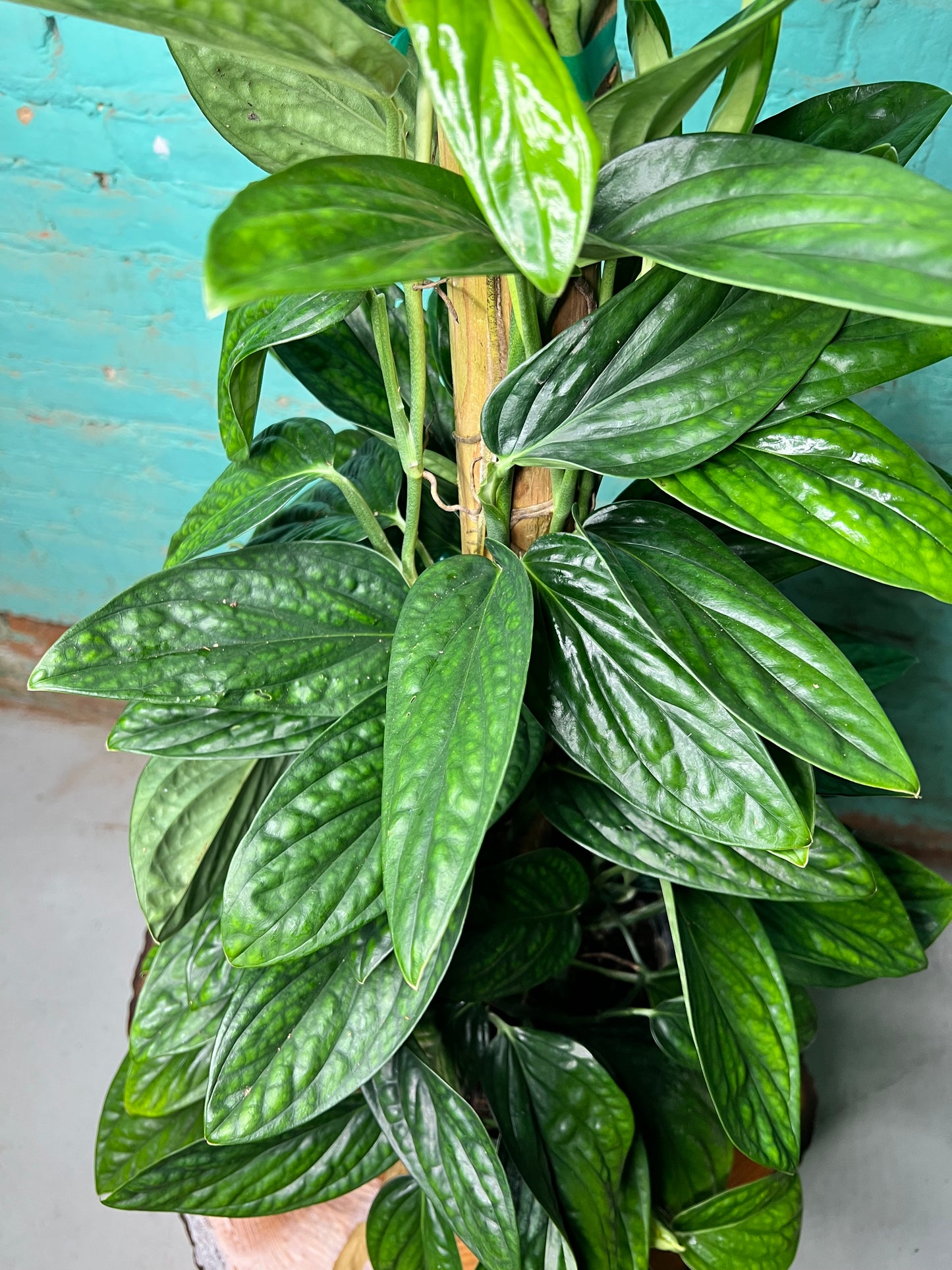 Monstera Peru 10” Totem