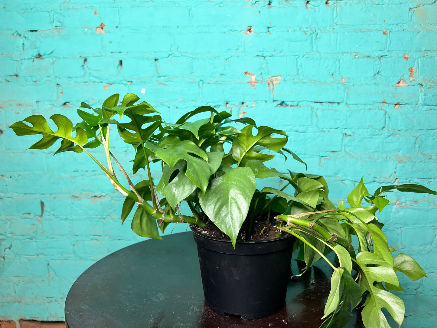 Rhaphidophora tetrasperma -Mini monstera 6”