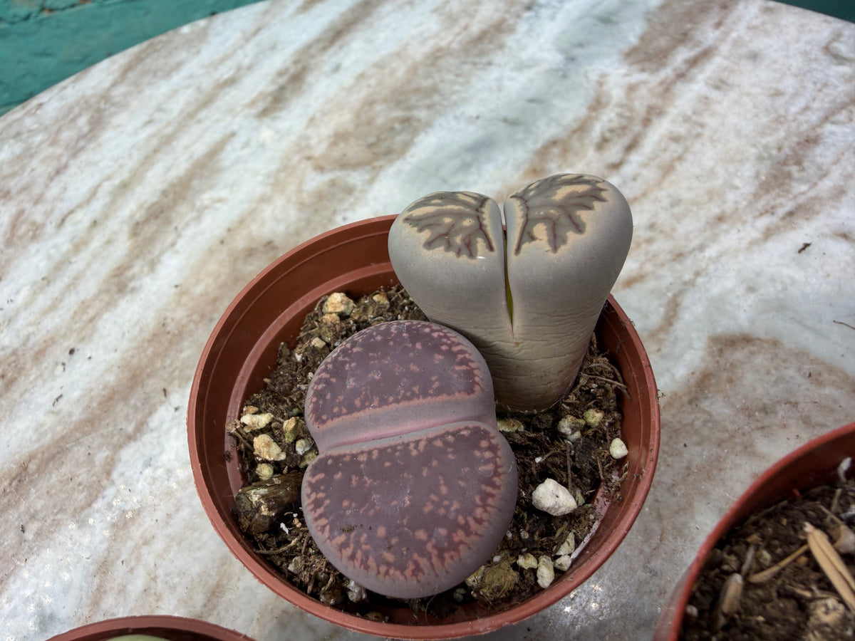 Living stones 3”