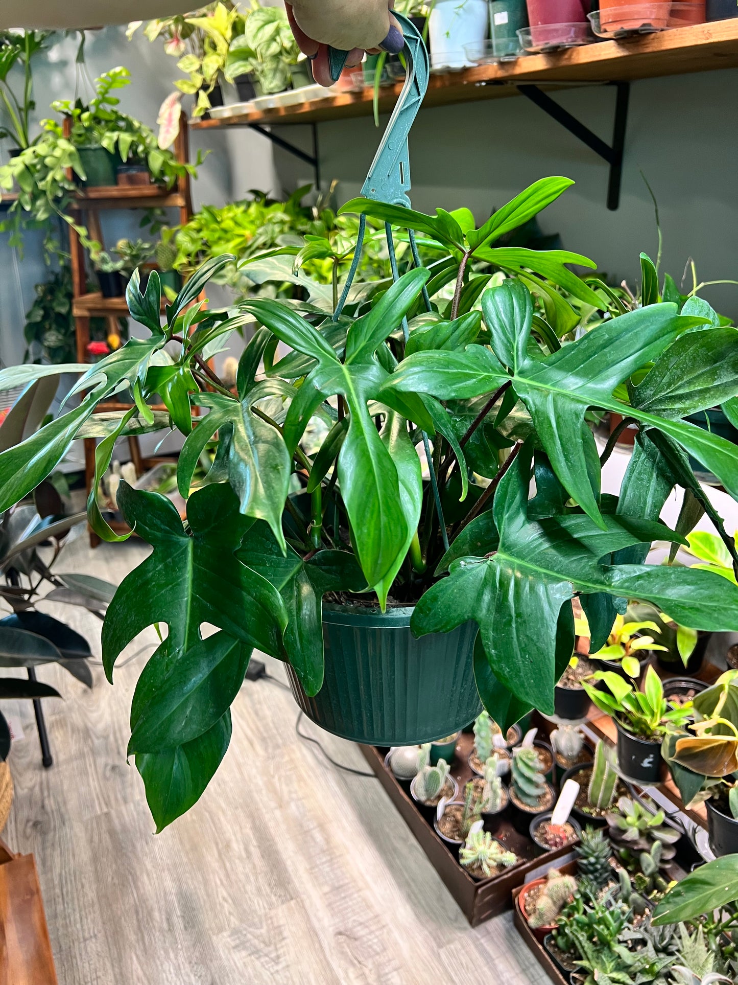 Philodendron Florida Green basket 10”