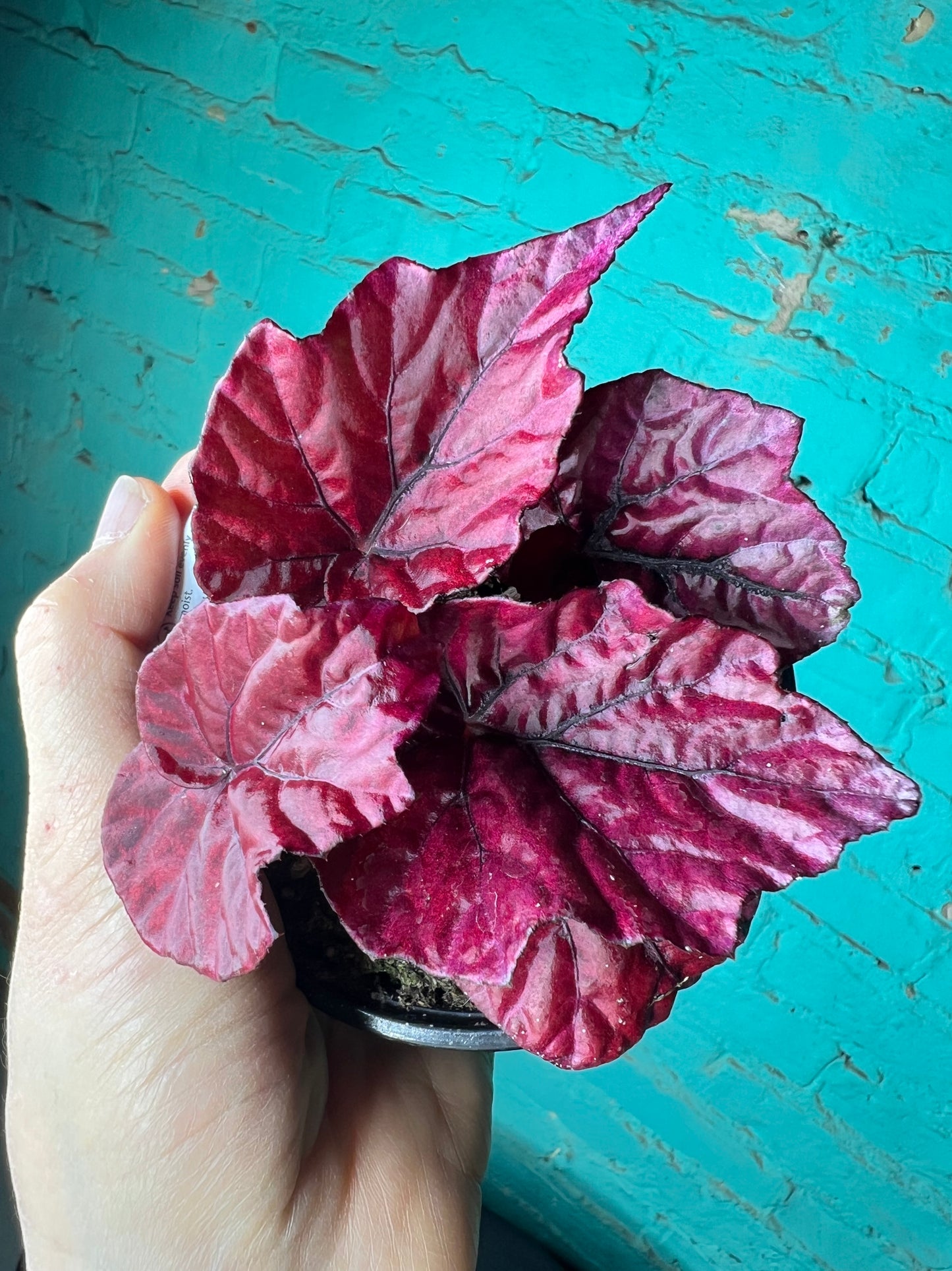 Begonia Rex “Shadow King Red Lava”