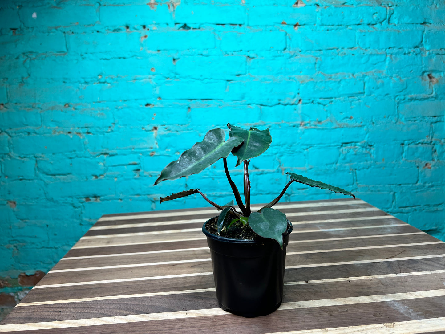 Philodendron Black Billietiae