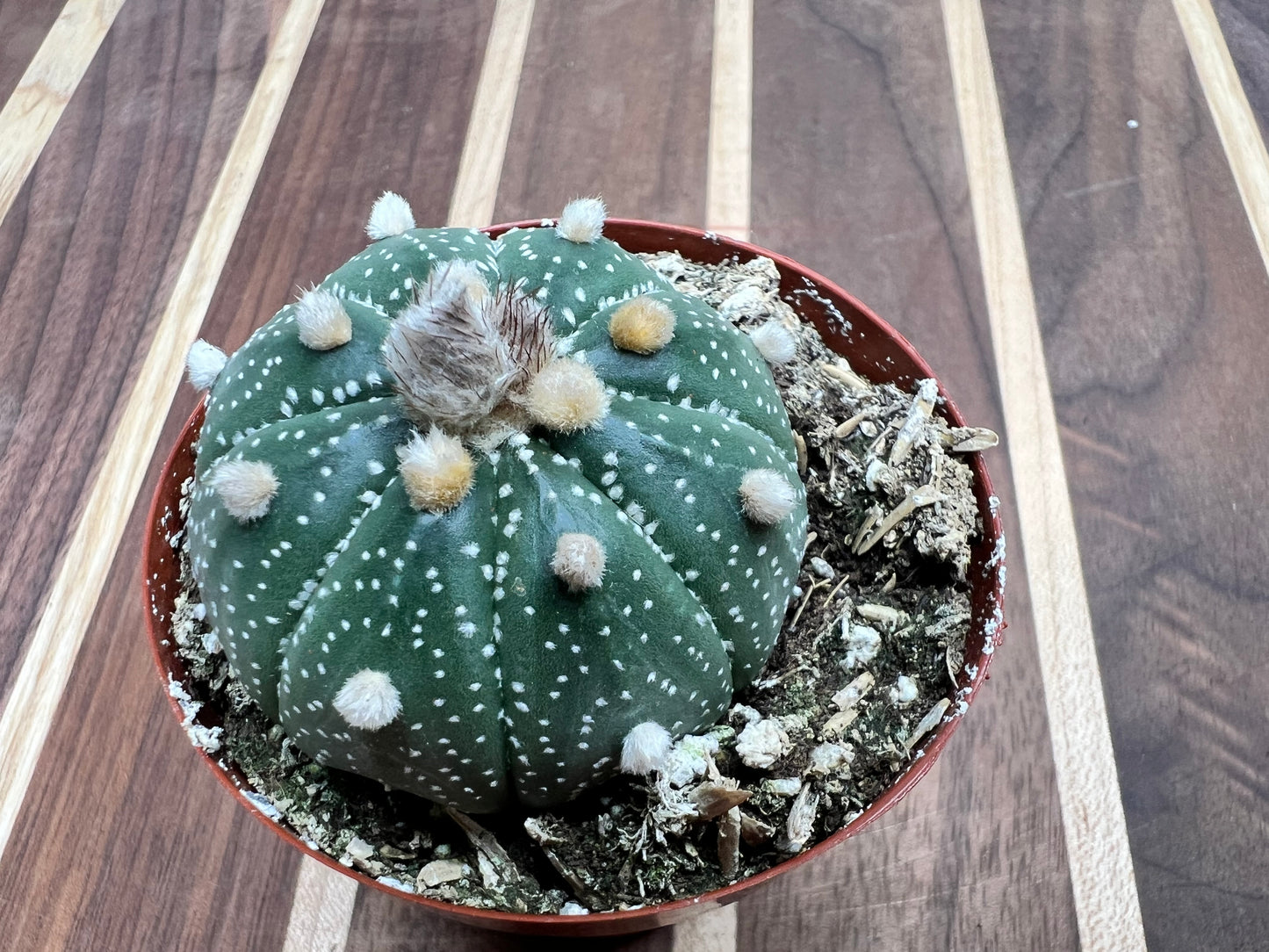 Sand Dollar Cactus 3”