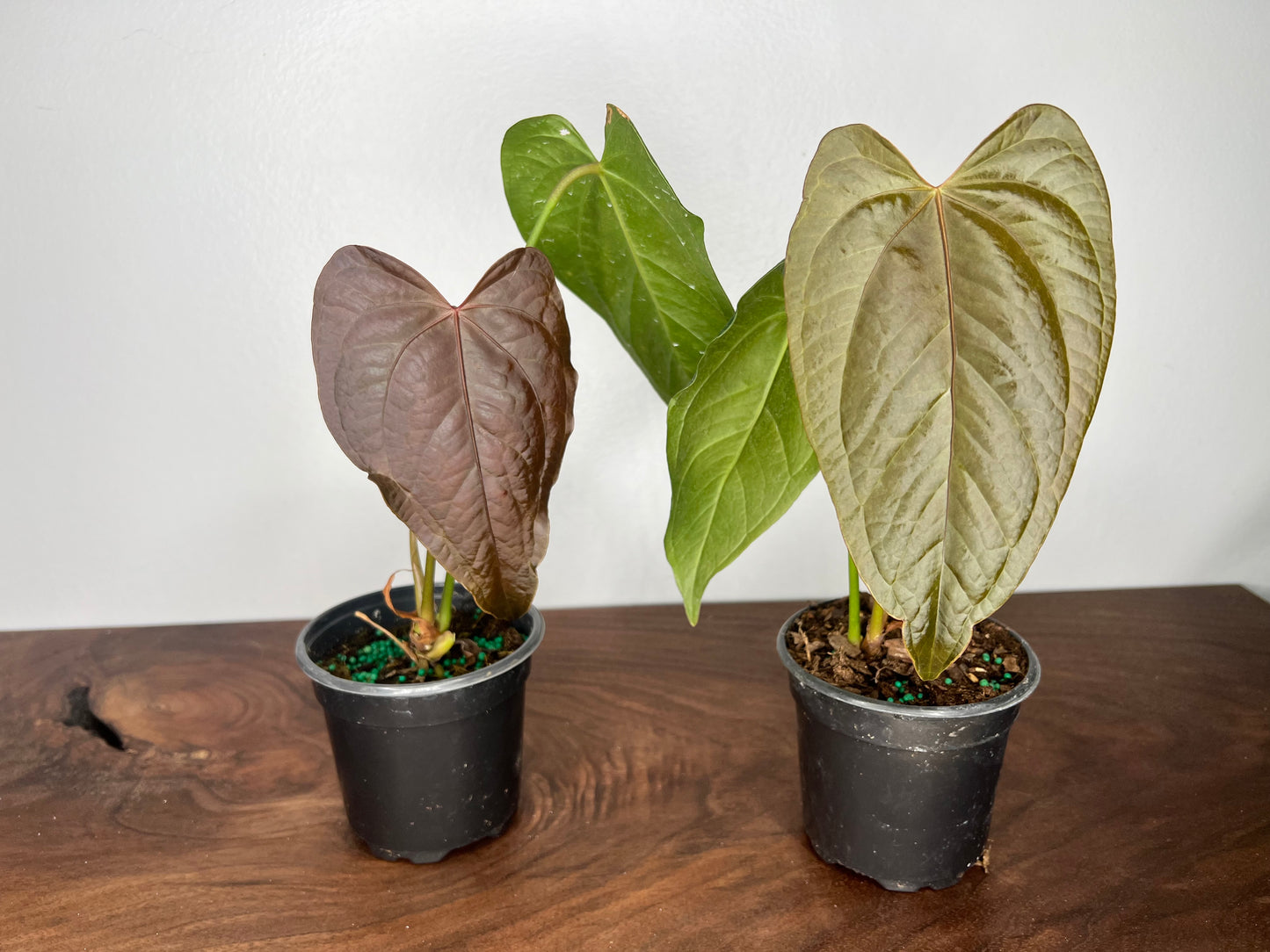 Anthurium Queen of Hearts 6”