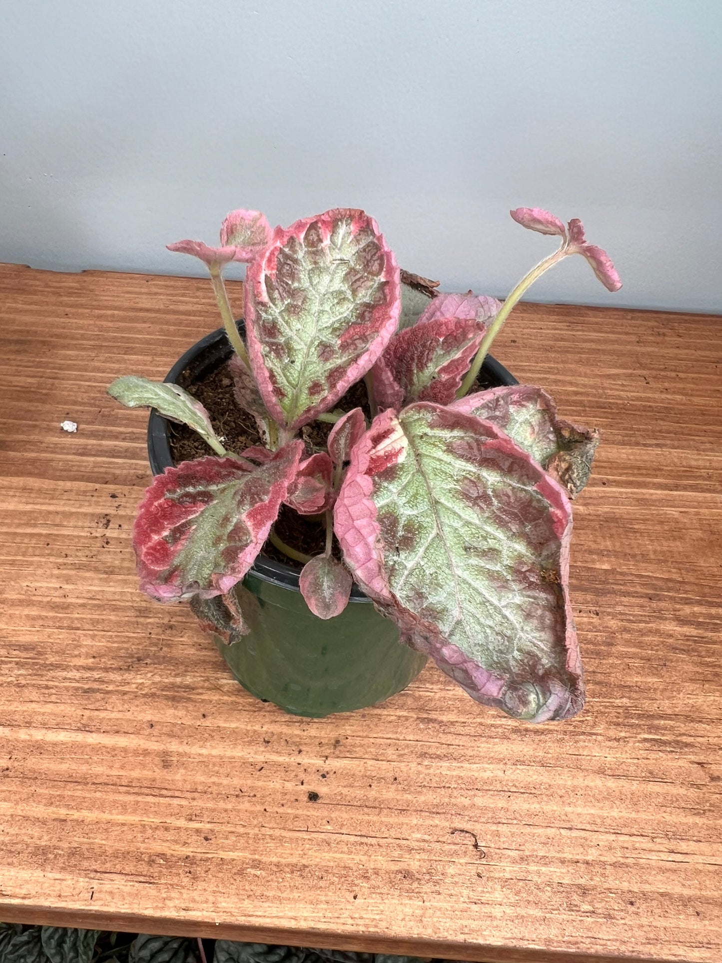 Episcia Pink Brocade (flame violet)