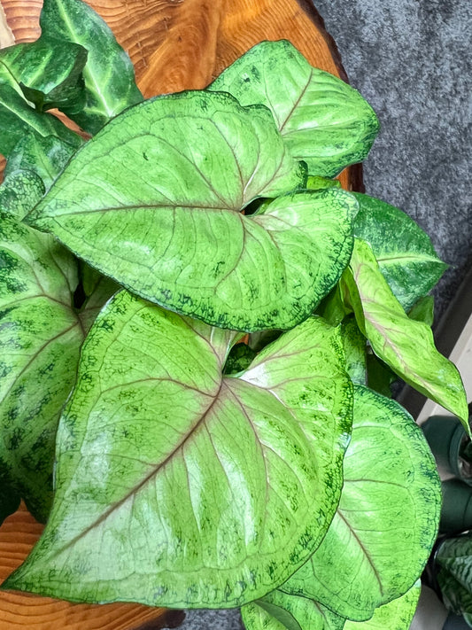 Syngonium-Pink Allusion (4inch)