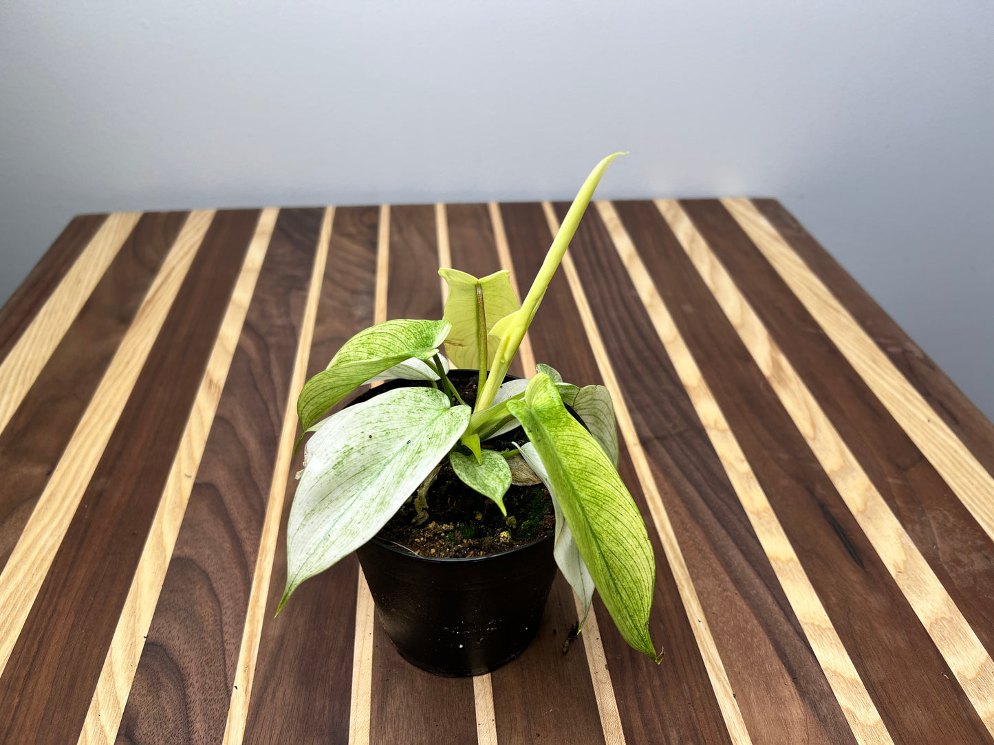 Philodendron- Florida Ghost 4”
