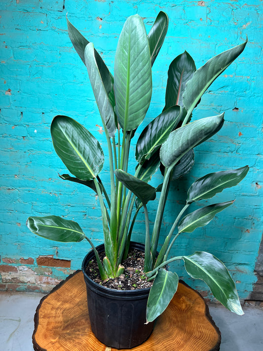 Bird Of Paradise-Orange (10 inch pot)