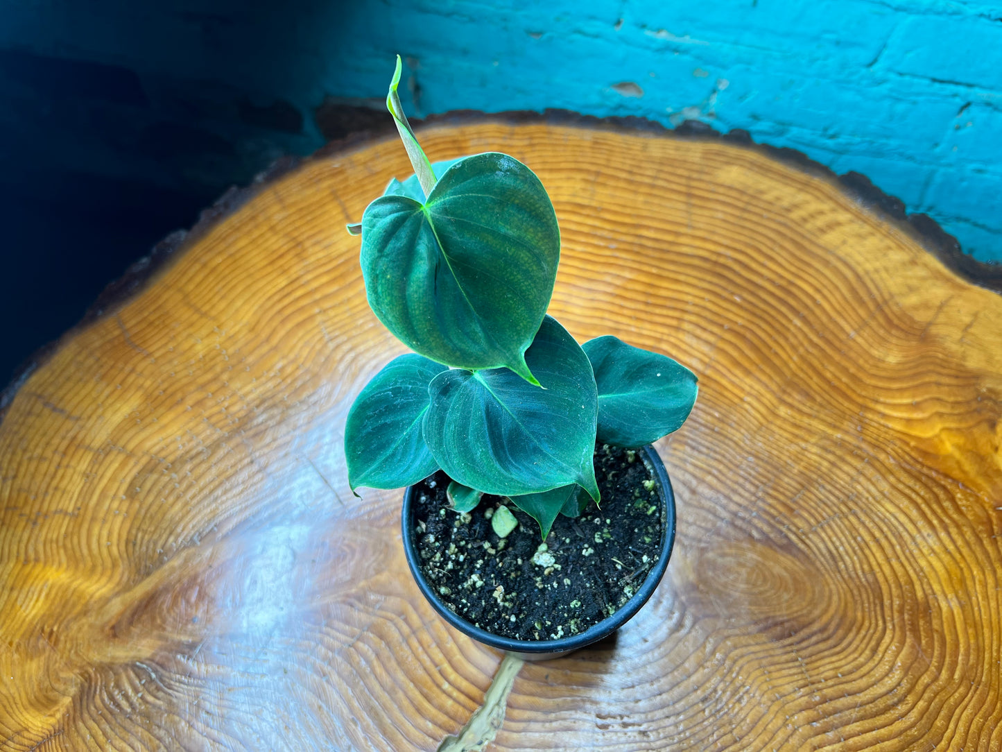 Philodendron Lumpinum 4”