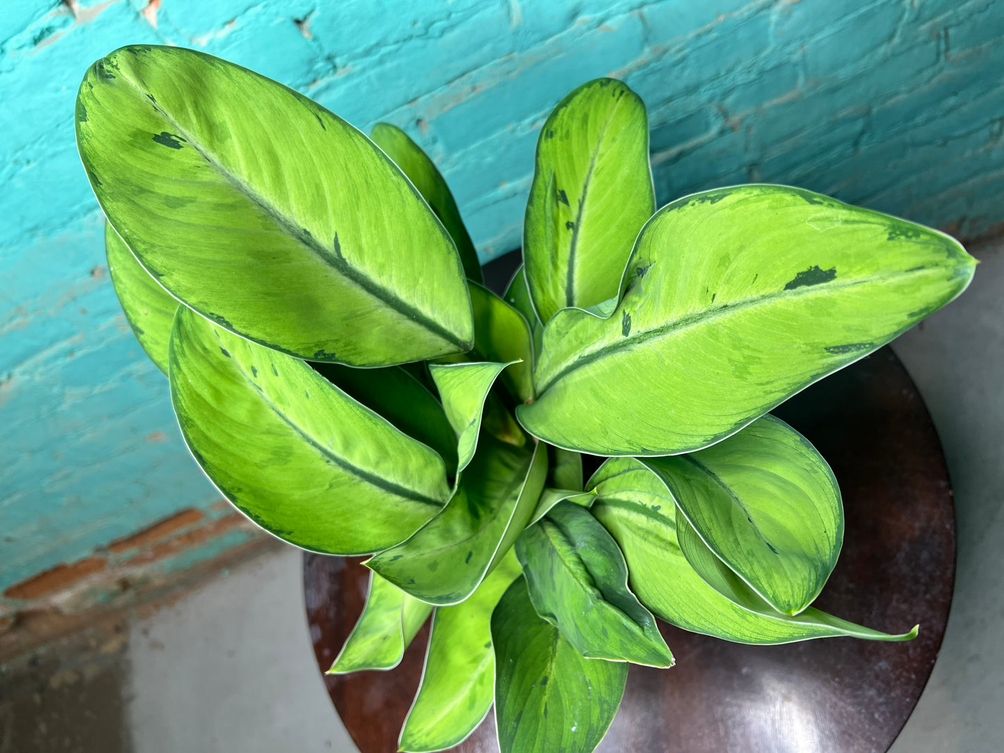 Homalomena Selby 6”