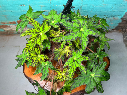 Begonia Pegasus Heracleifolia 10” basket