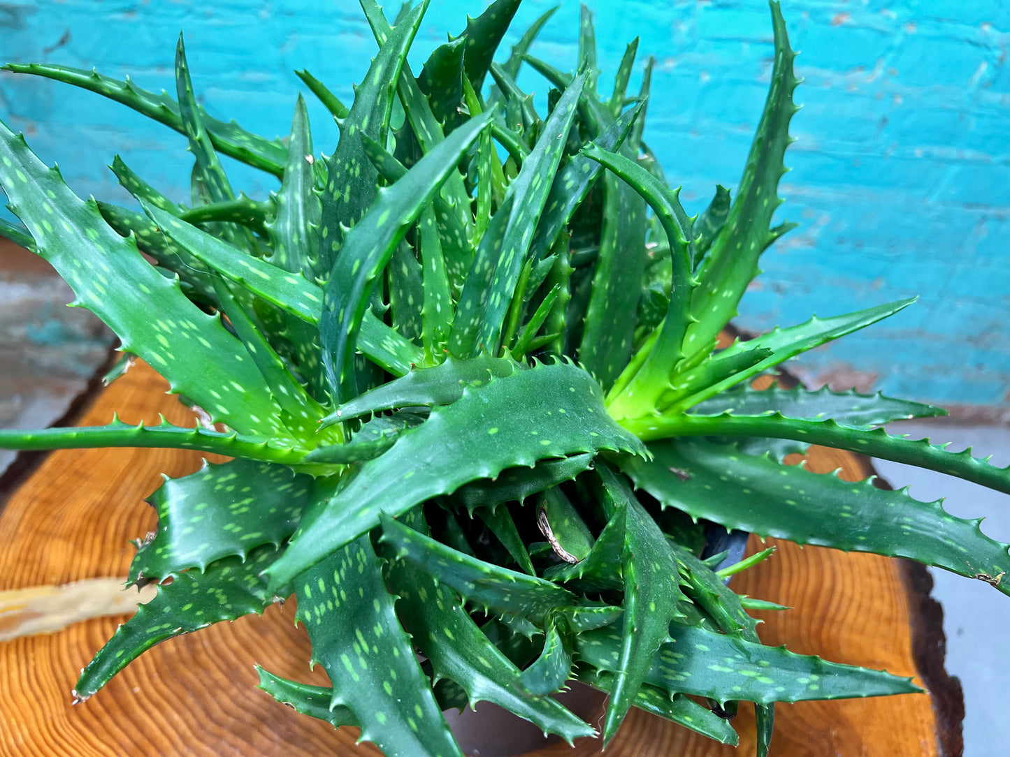 Aloe Night sky 8”