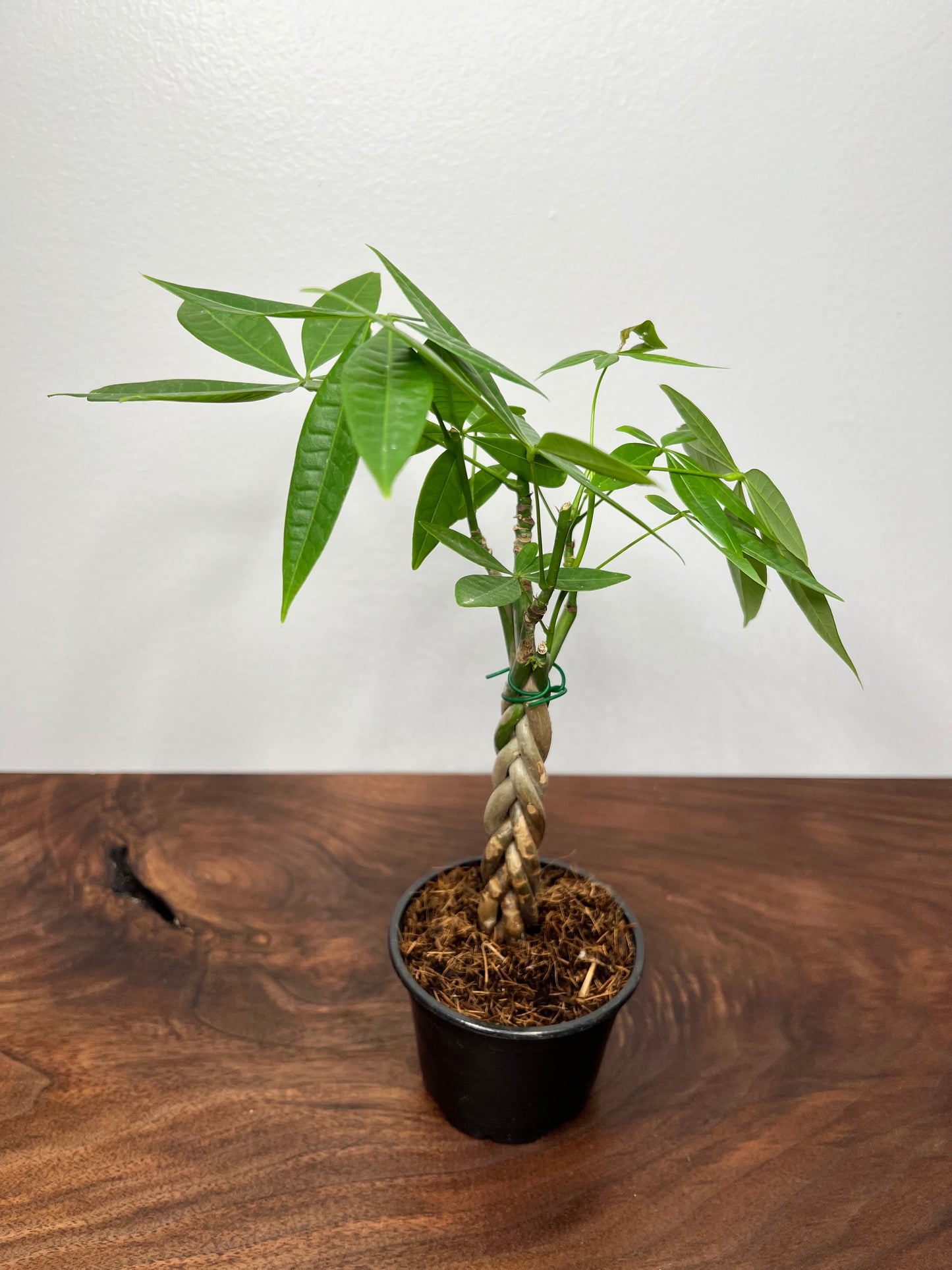 Money tree braided 4”