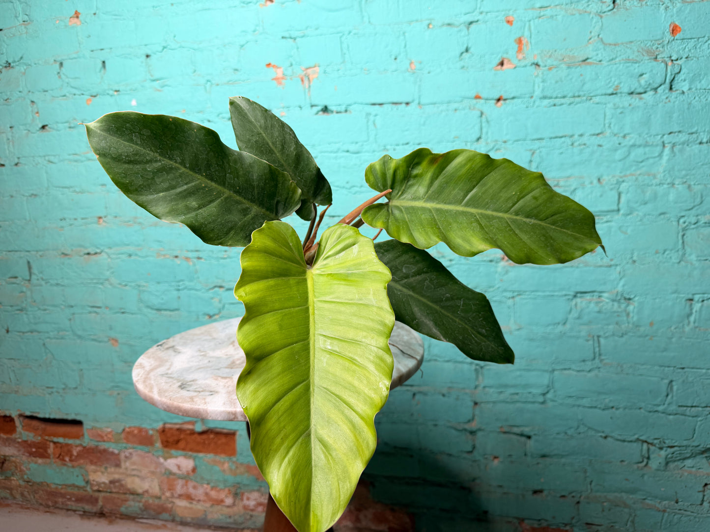 Philodendron Jungle Fever 4”