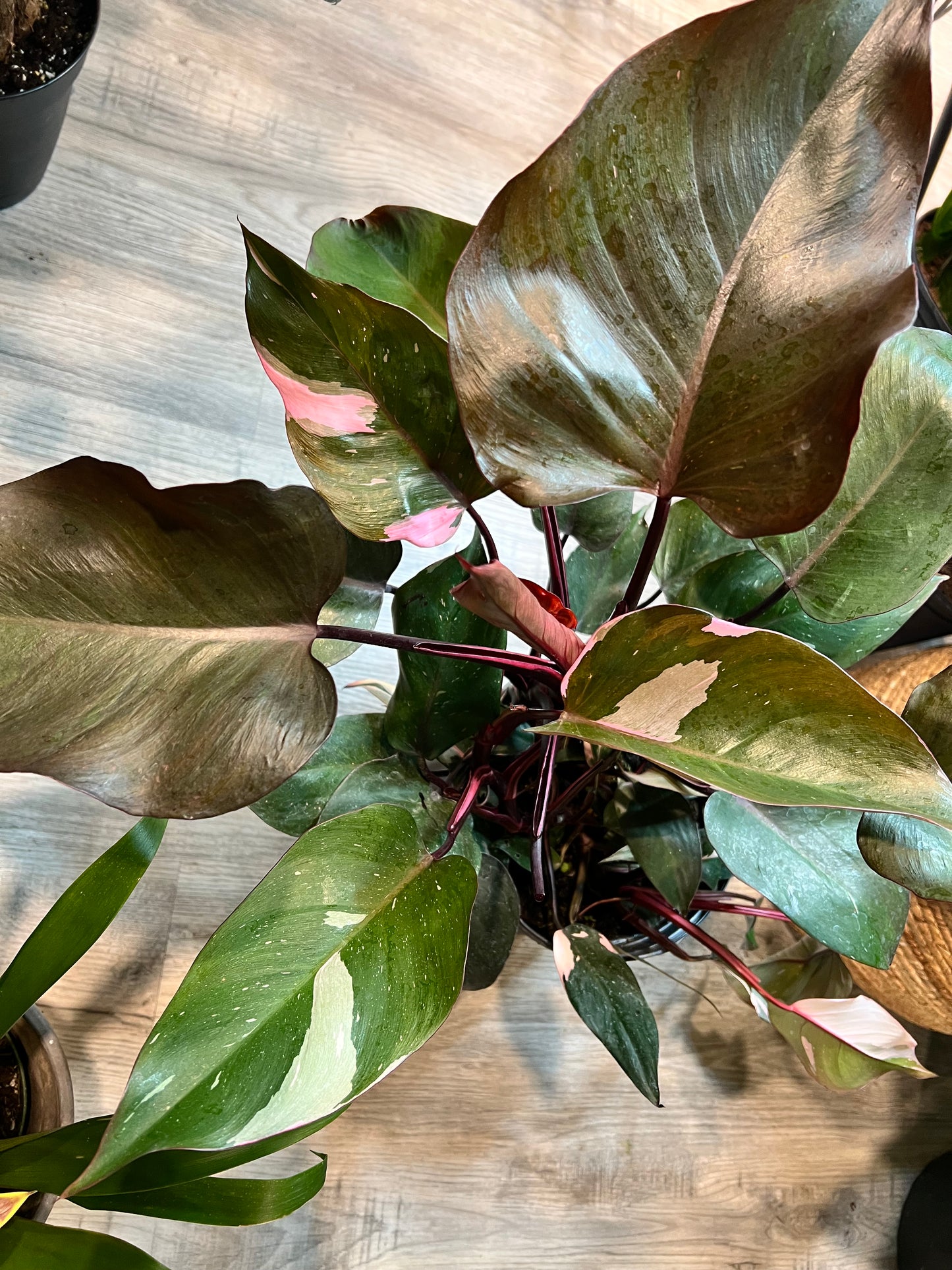 Philodendron-Pink princess 10”