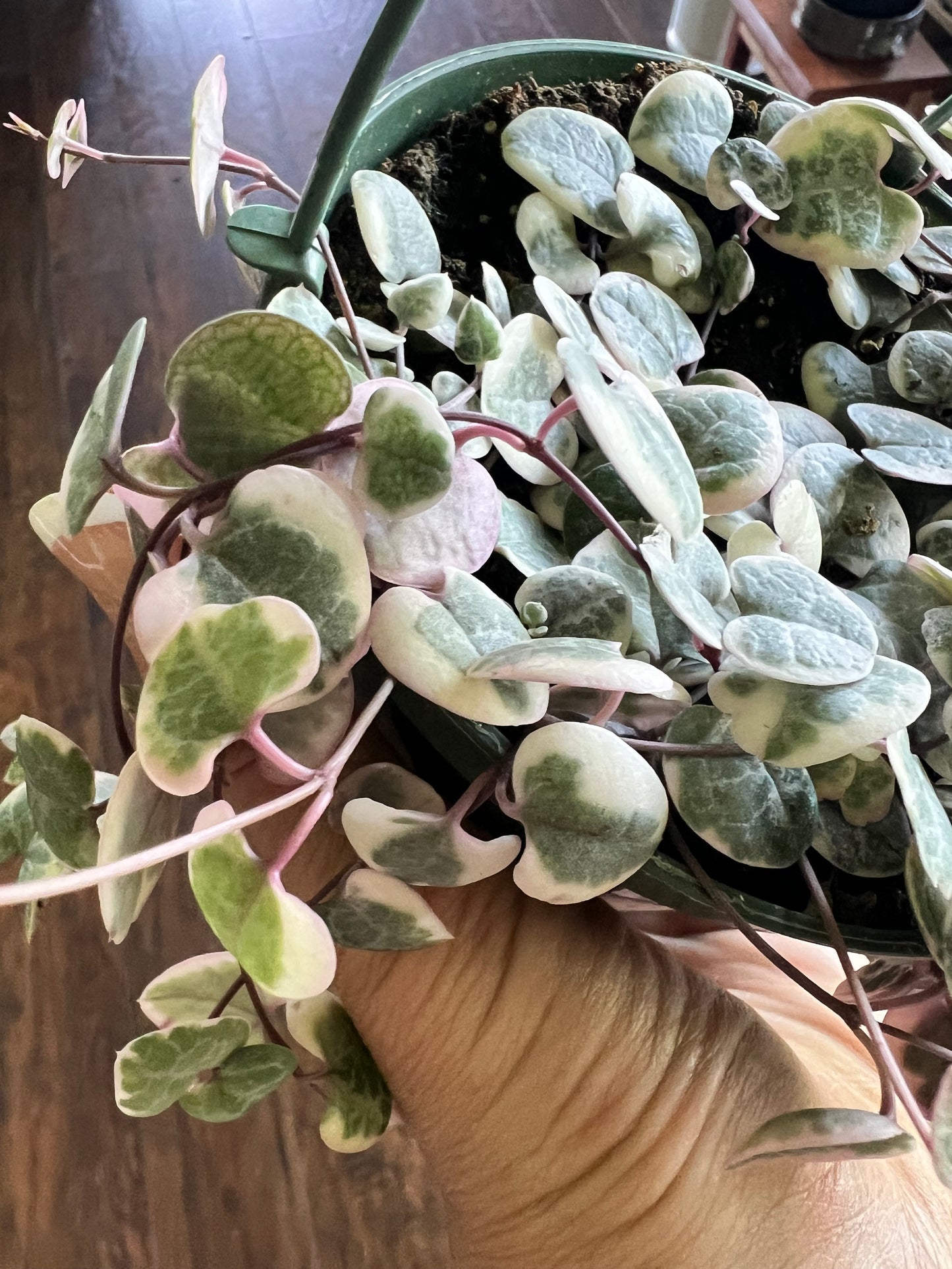 Variegated String of Hearts basket