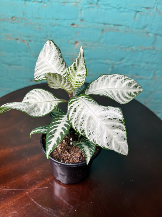 Zebra Plant Snow White 4”