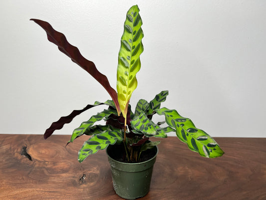 Calathea Rattle Snake 4”