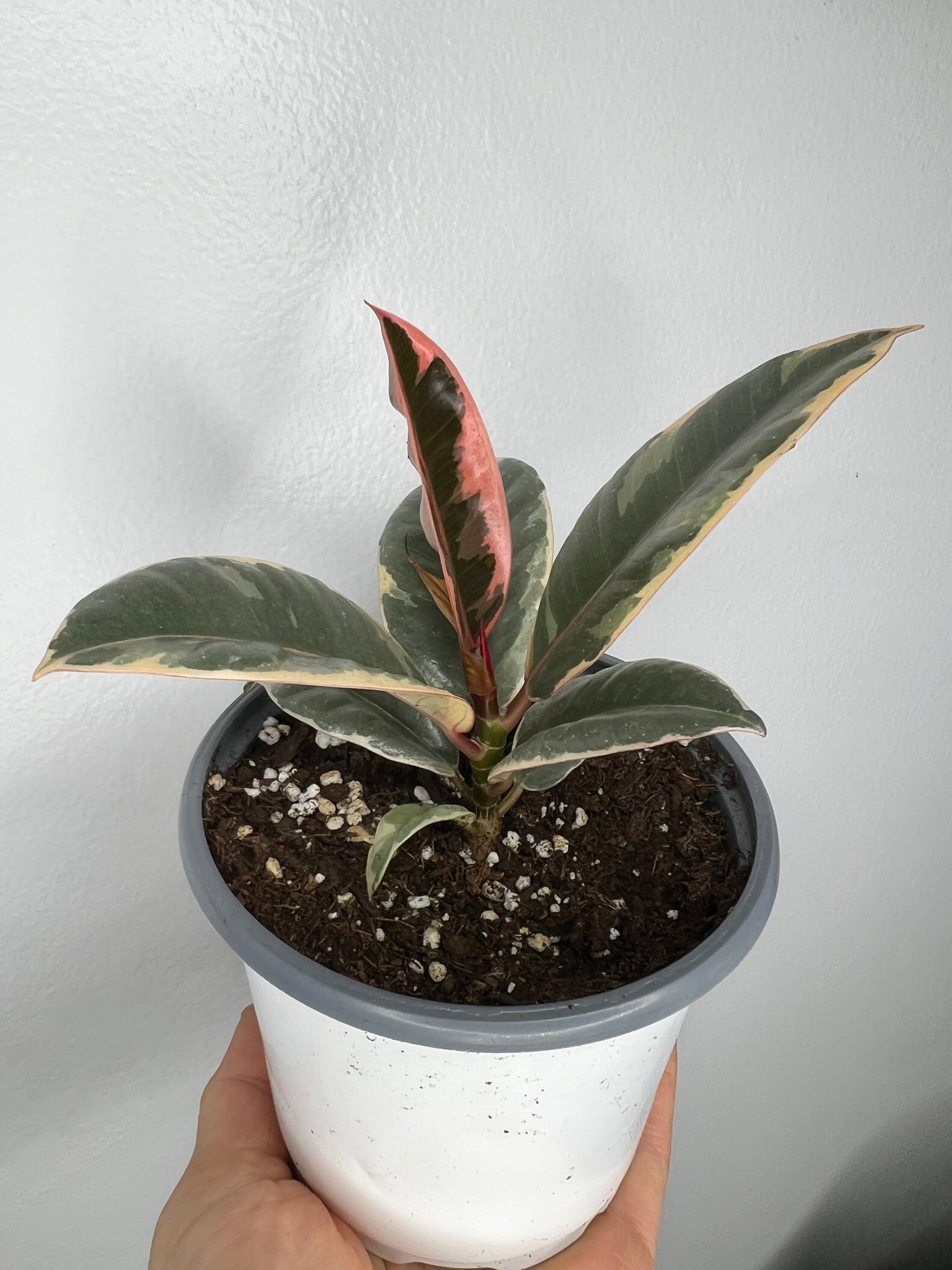 Rubber Tree-Tineke 4”