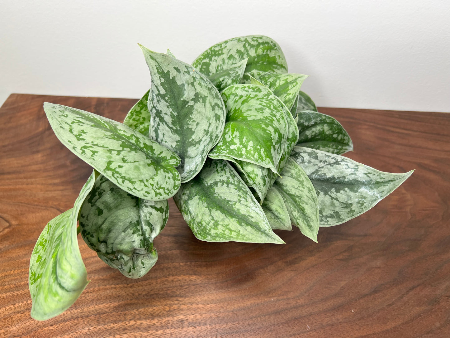 Scindapsus Pictus (Satin Pothos) 4”