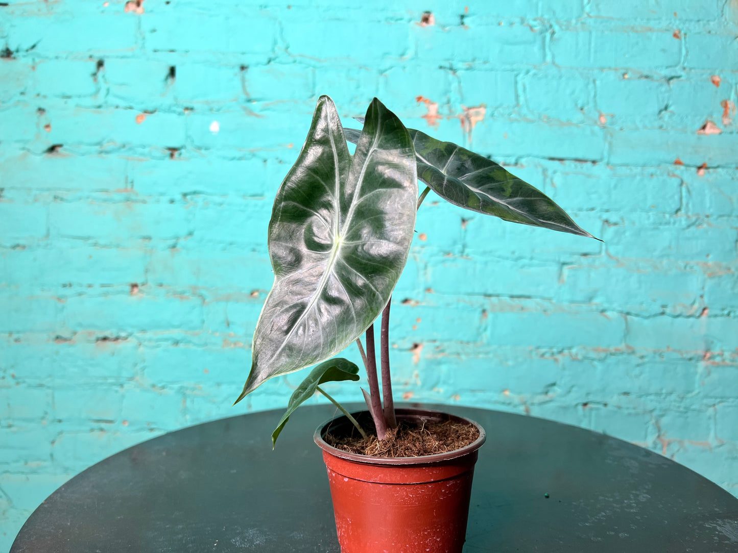 Alocasia Morocco (Pink Dragon) 4”