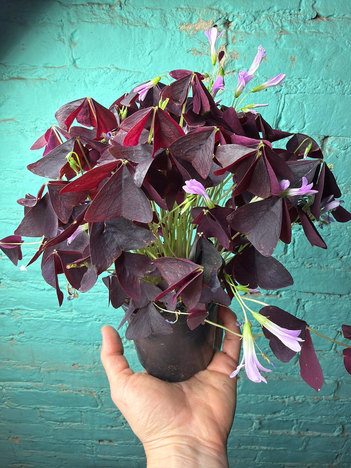 Oxalis Purple Shamrocks4”