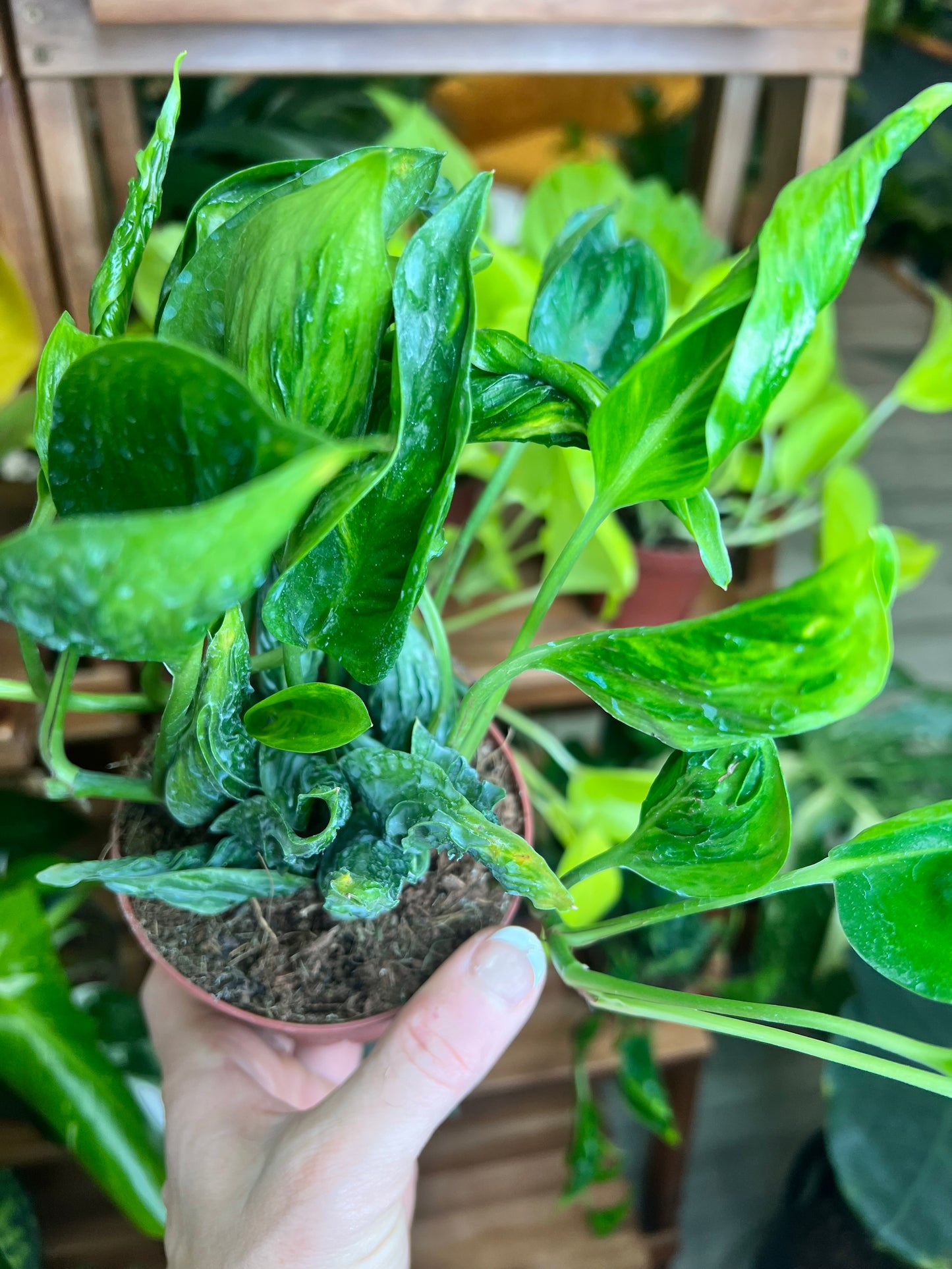 Pothos Shangri La (Sleeping Pothos)