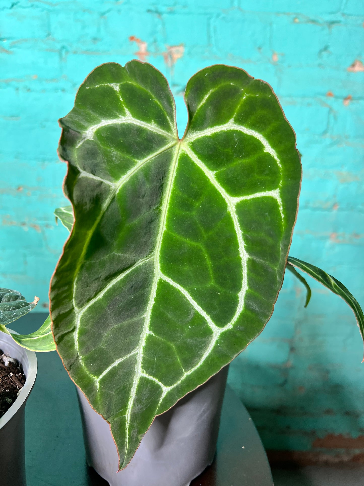 Anthurium Crystallinum 6”