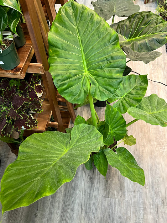 Alocasia Calidora 10”