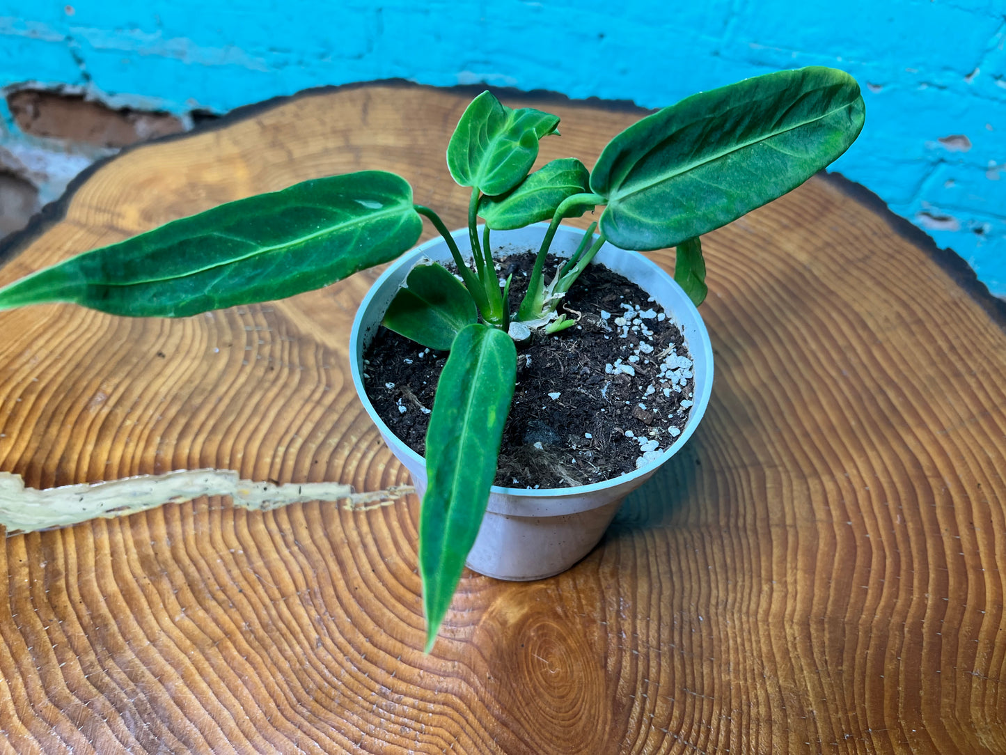 Anthurium Warocqueanun 4”