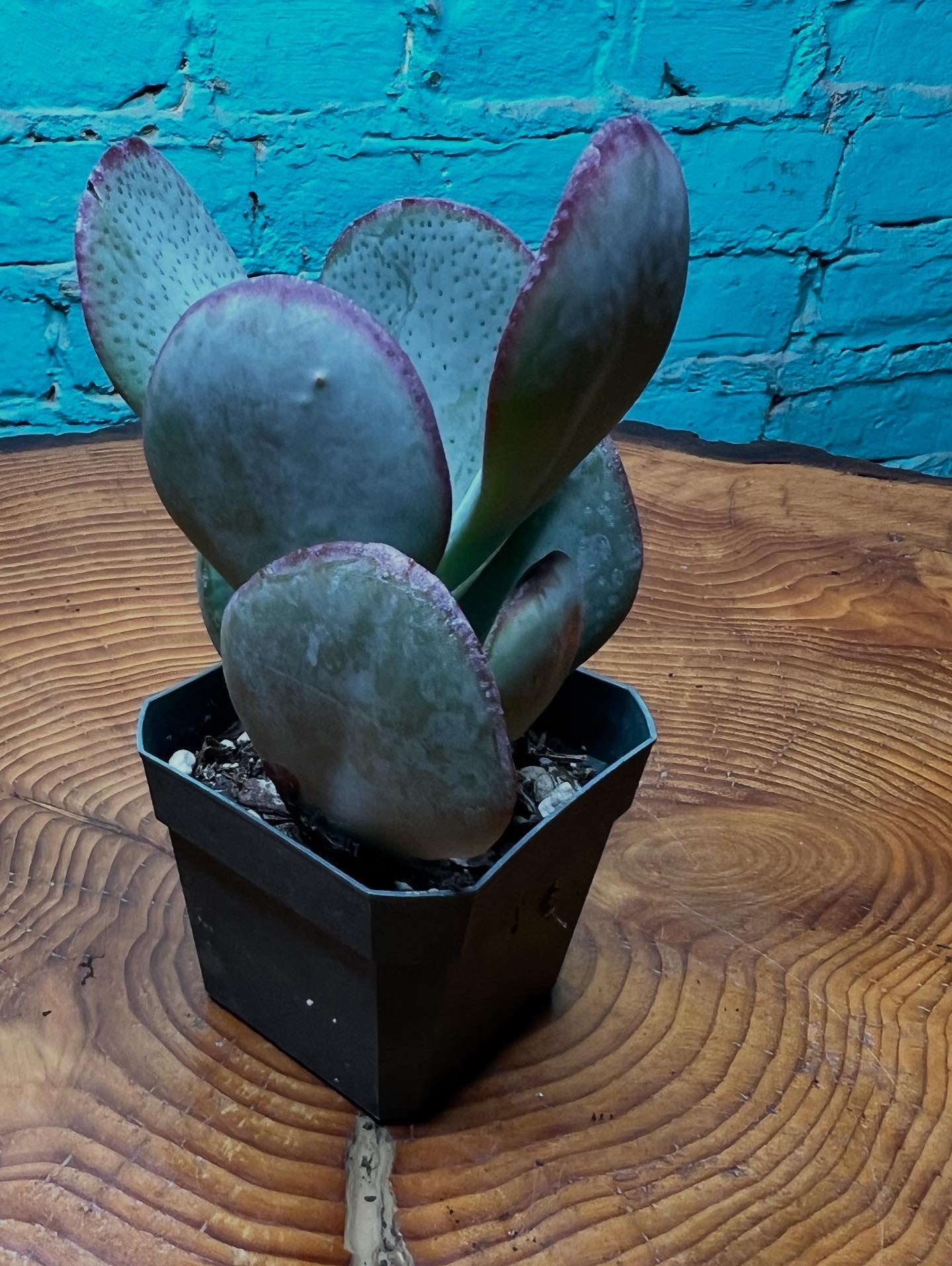 Jade Silver Dollar
