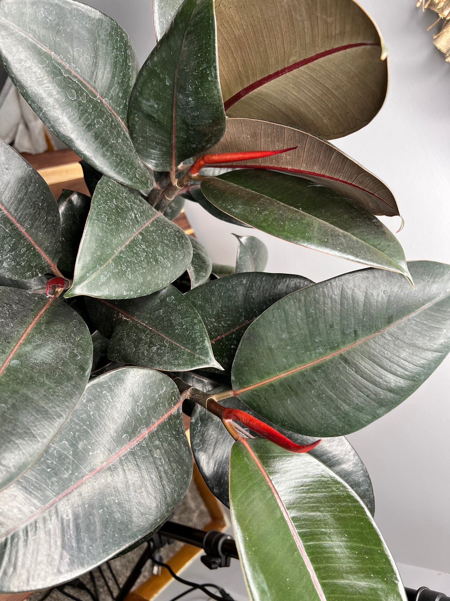 Rubber Tree-Burgundy 8”