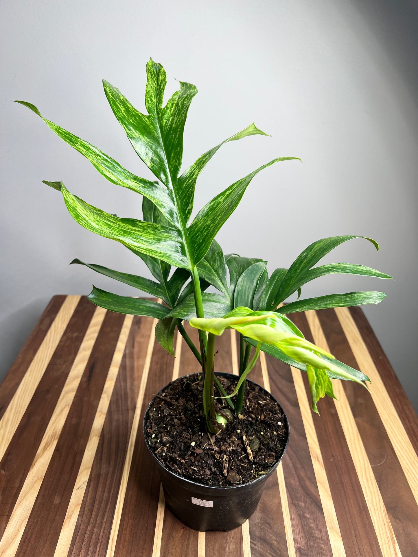 Monstera Decursiva Variegated 6” “Dragon Tail”